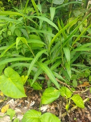 Zingiber officinale