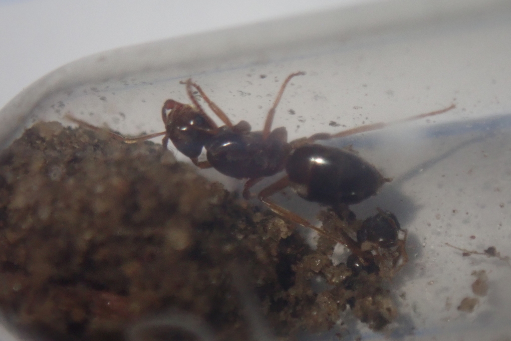 Shiny-bellied Fuzzy Ant