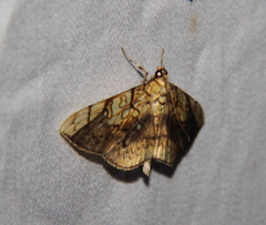 Pantographa