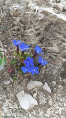 Gentiana brentae