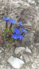 Gentiana brentae