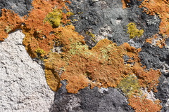 Xanthomendoza trachyphylla