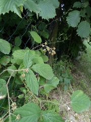 Rubus schleicheri