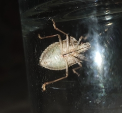 Halyomorpha halys