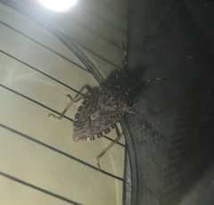 Halyomorpha halys