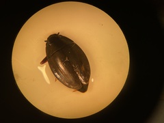 Dineutus ciliatus