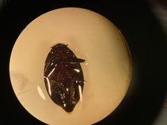 Dineutus ciliatus