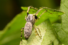 Zygoballus rufipes