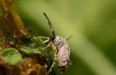 Zygoballus rufipes