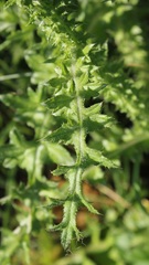 Carduus corymbosus