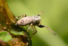 Zygoballus rufipes