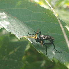 Gnamptopelta