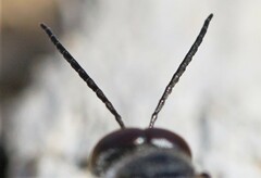 Astata boops