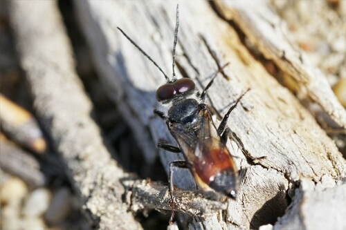 Astata boops nuotrauka
