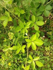 Rubus acanthodes