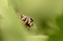 Zygoballus rufipes