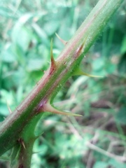 Rubus acanthodes
