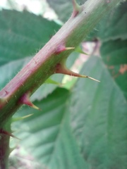 Rubus acanthodes