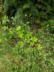Rubus acanthodes