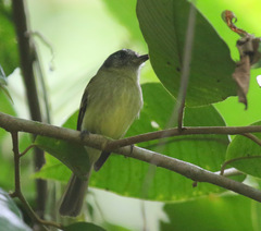 Leptopogon superciliaris