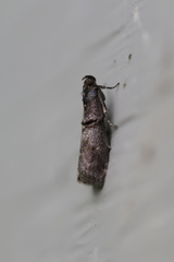 Acrobasis caryae