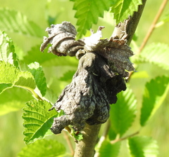 Eriosoma lanuginosum