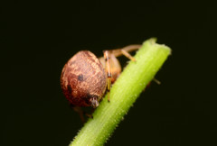 Zygoballus rufipes