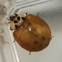 Harmonia axyridis