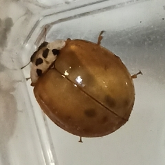 Harmonia axyridis