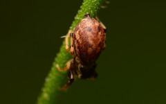 Zygoballus rufipes