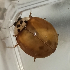 Harmonia axyridis
