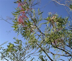 Grevillea heliosperma