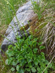 Parnassia fimbriata