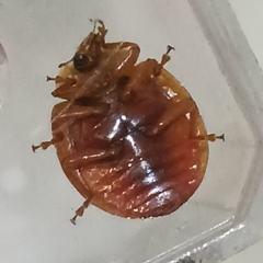Harmonia axyridis