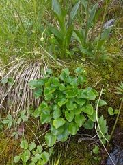 Parnassia fimbriata