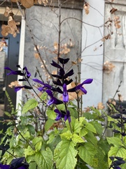 Salvia pratensis