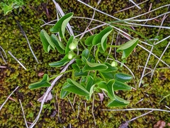 Parnassia fimbriata