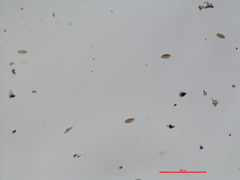 Annulohypoxylon moriforme