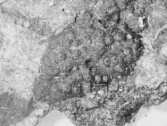 Annulohypoxylon moriforme