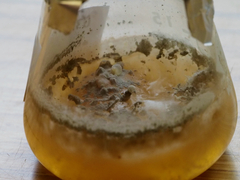 Annulohypoxylon moriforme