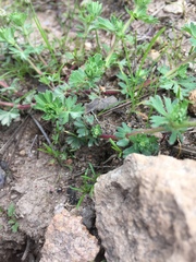 Alchemilla aphanoides