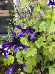 Salvia pratensis