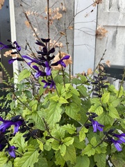 Salvia pratensis