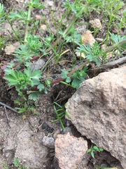 Alchemilla aphanoides