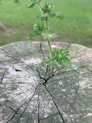 Alchemilla aphanoides