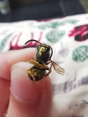 Dolichovespula arenaria
