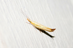 Ypsolopha blandella