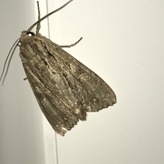 Apamea monoglypha