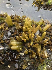 Halosaccion glandiforme