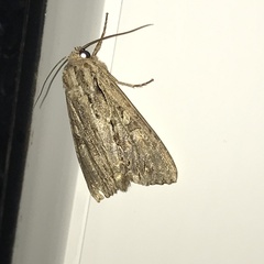 Apamea monoglypha
